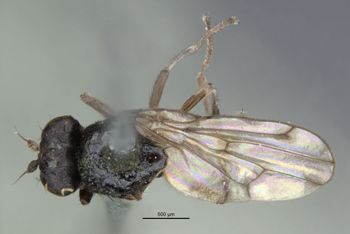 Media type: image;   Entomology 11167 Aspect: habitus dorsal view